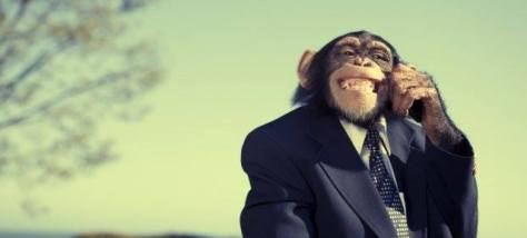 Singe avec une cravate